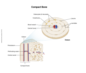 A representation of compact bone showing the microscopic structures.