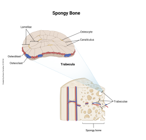A representation of spongy bone showing the microscopic structures.