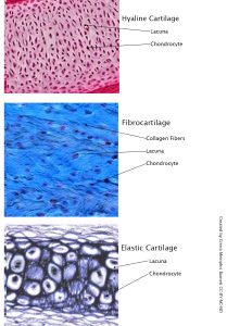 Images showing the microscopic structure of the three types of cartilage: hyaline, fibrocartilage, and elastic cartilage.