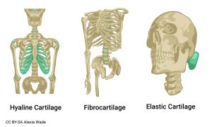 An image showing possible locations of the three types of cartilage.