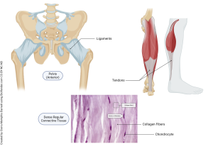 An image showing the microscopic structure of dense regular connective tissue and various locations it is found in the human body.