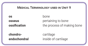 A table of common medical terminology terms that are used to describe bones.