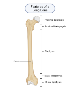 A diagram outlining the features of a long bone.