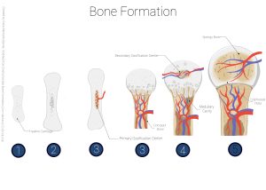 Sequencing of events in endochondral bone formation.