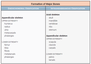 A table of bones with sorted by the type of bone formation they undergo.