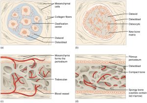 A diagram outlining the process of intramembranous bone formation.