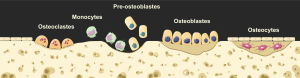 An illustration showing the bone cells and their actions.