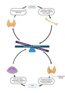 A diagram outlining the hormonal control of calcium homeostasis.