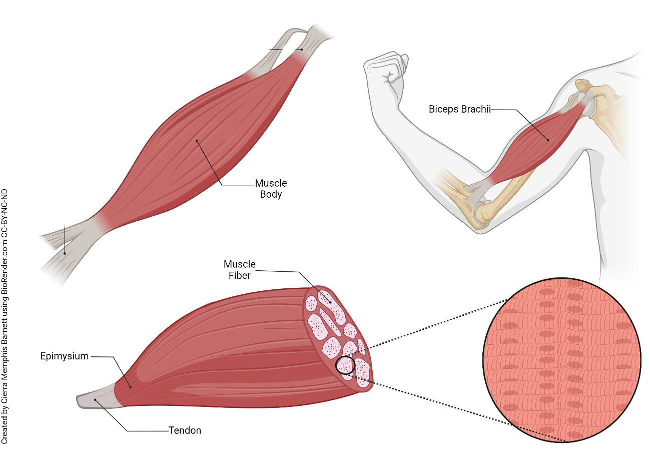 Diagram showing muscles