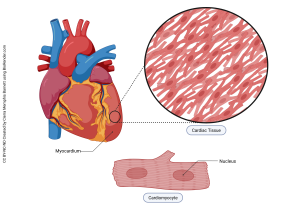 An illustration showing the features of cardiac muscle.