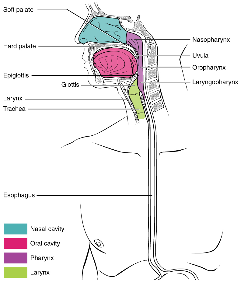Diagram showing the divisions of the pharynx.