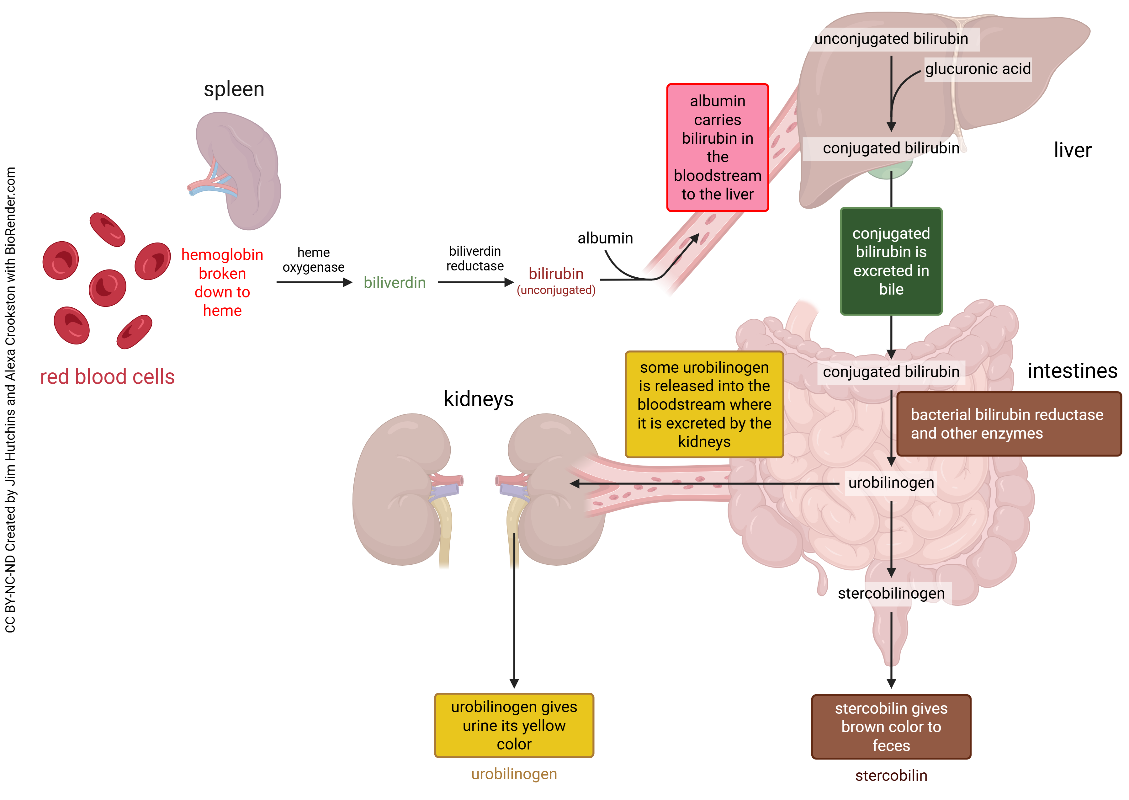 Diagram showing how the breakdown of red blood cells leads to the excretion of colored bile salts in the urine and feces.