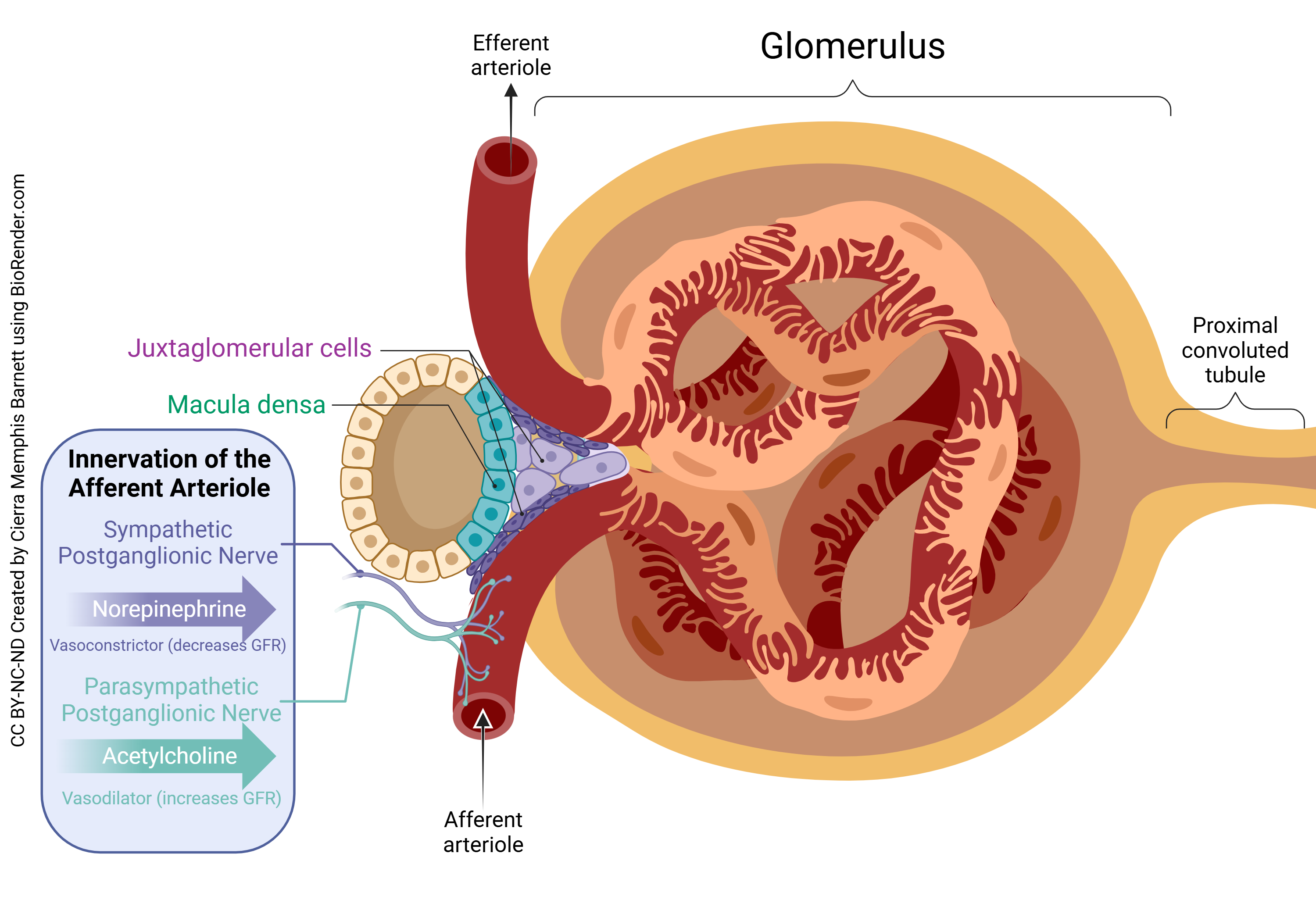 Diagram illustrating how the nervous system controls the glomerular filtration rate.