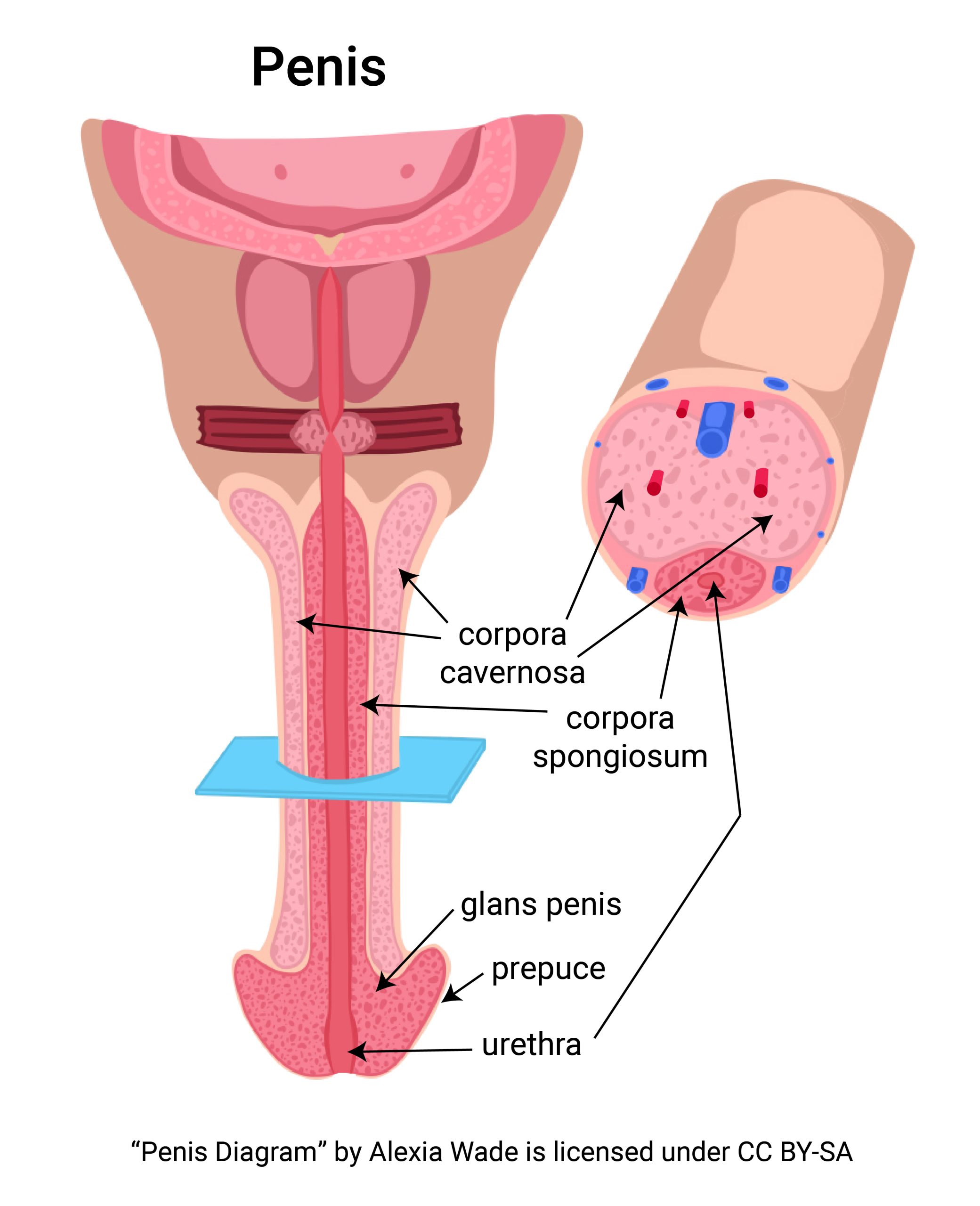 Diagram showing the structure of the penis in longitudinal and cross-section.
