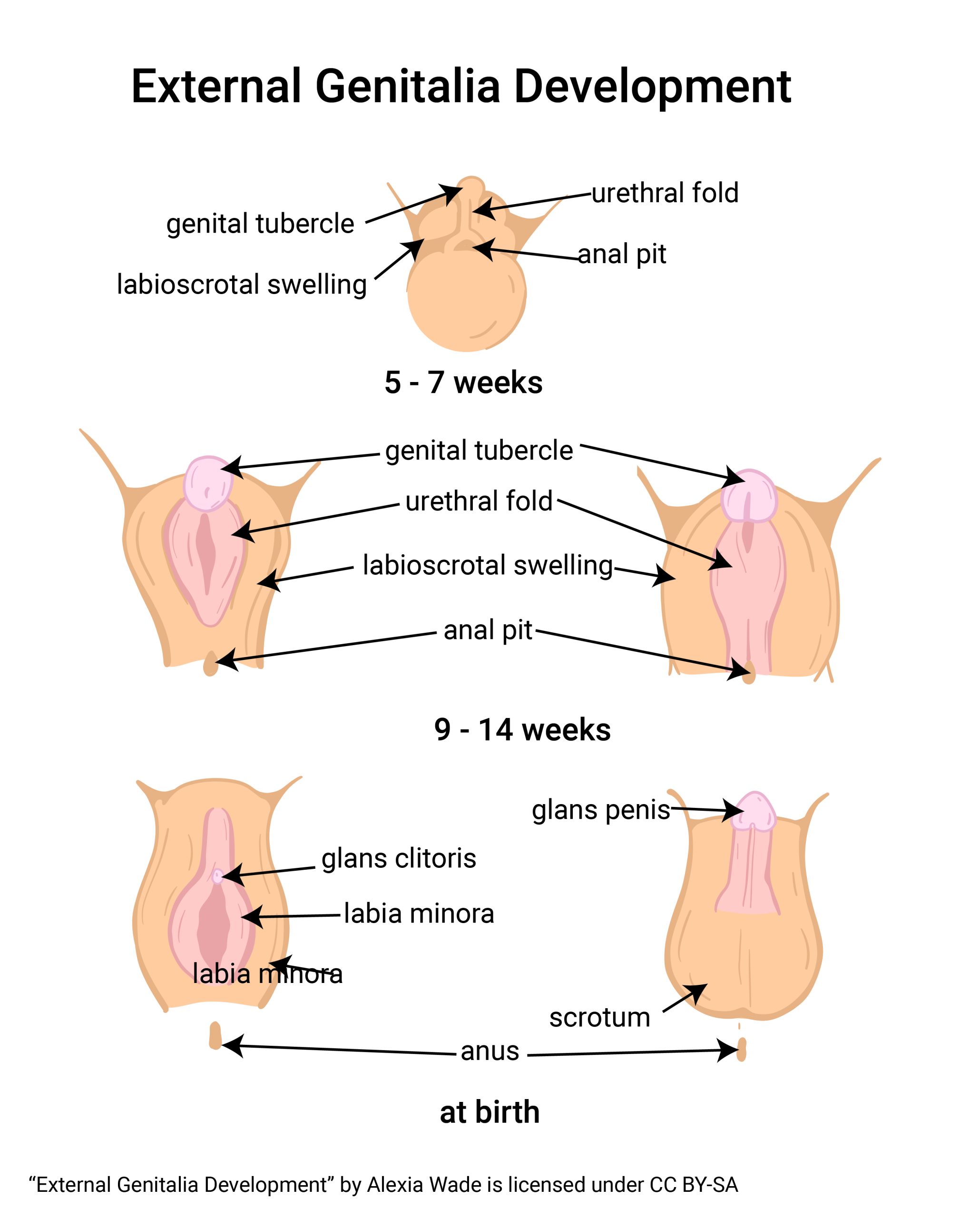 Diagram showing the development of external genitalia in the embryo and at birth.