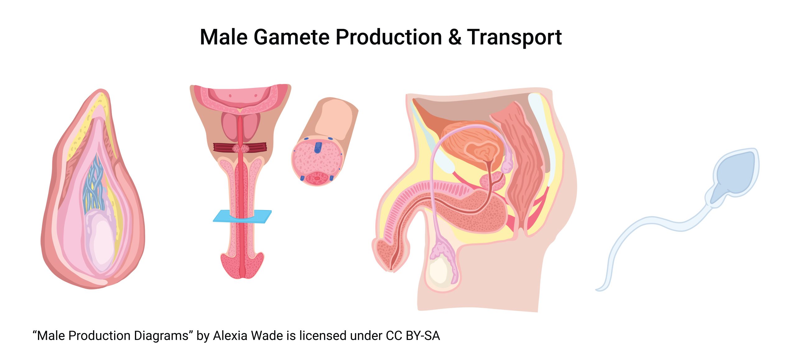 Composite diagram showing aspects of male anatomy relevant to sperm production and transport.
