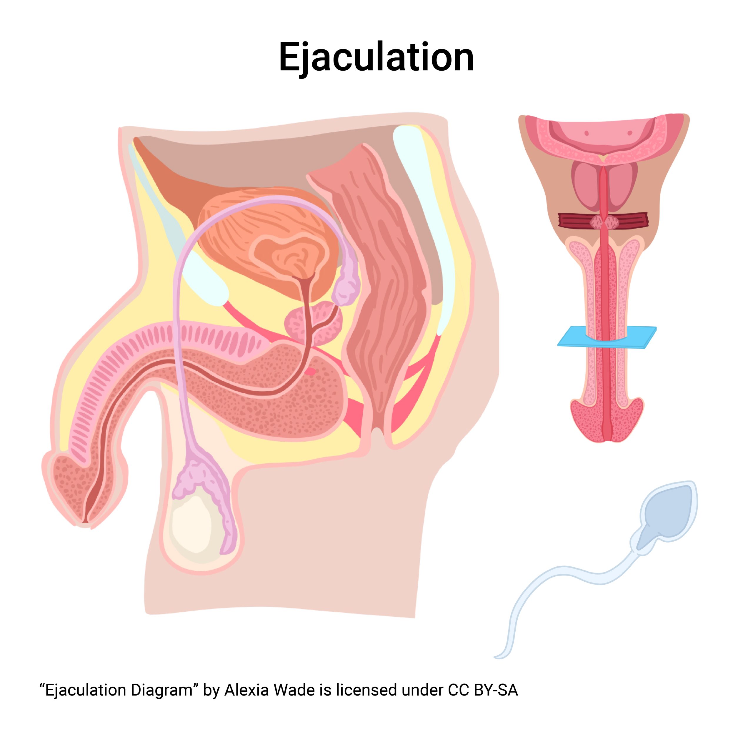 Diagram showing the anatomical structures that support ejaculation.