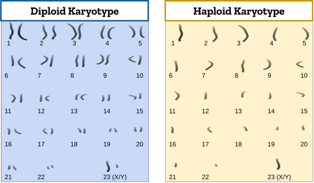 Illustration showing the chromosomes isolated from a diploid cell and from a haploid cell.