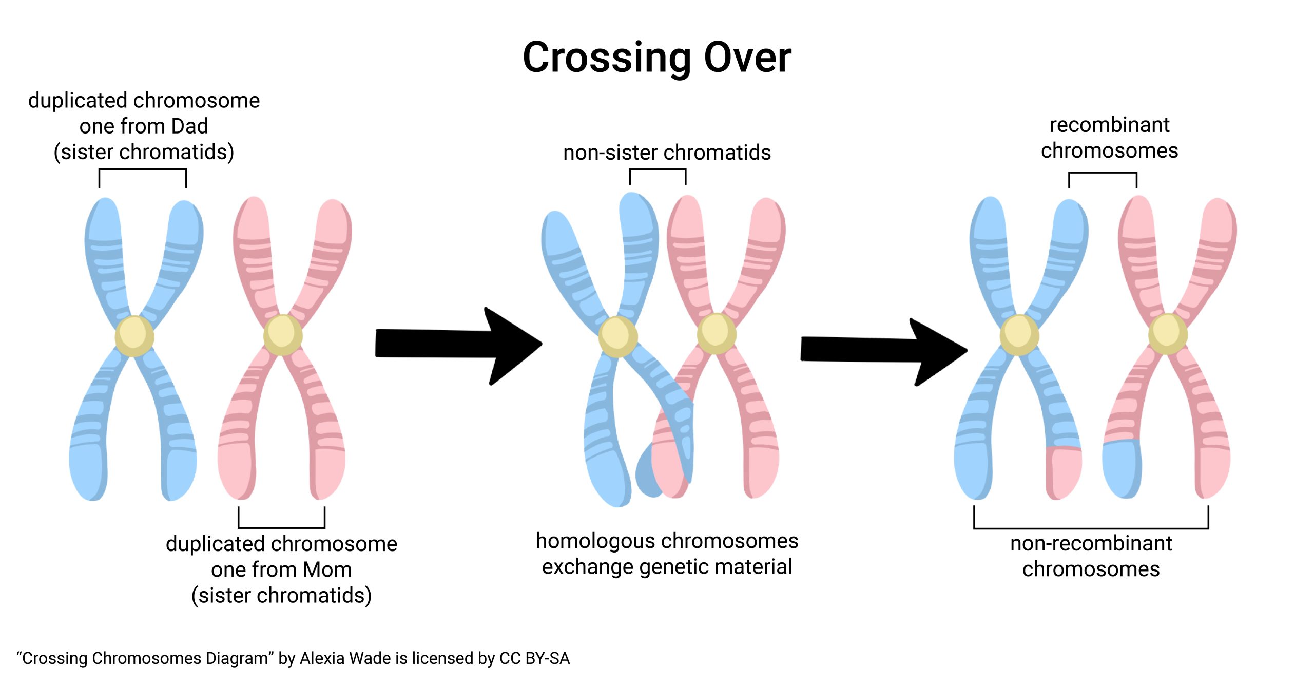 Diagram of crossing over during meiosis.