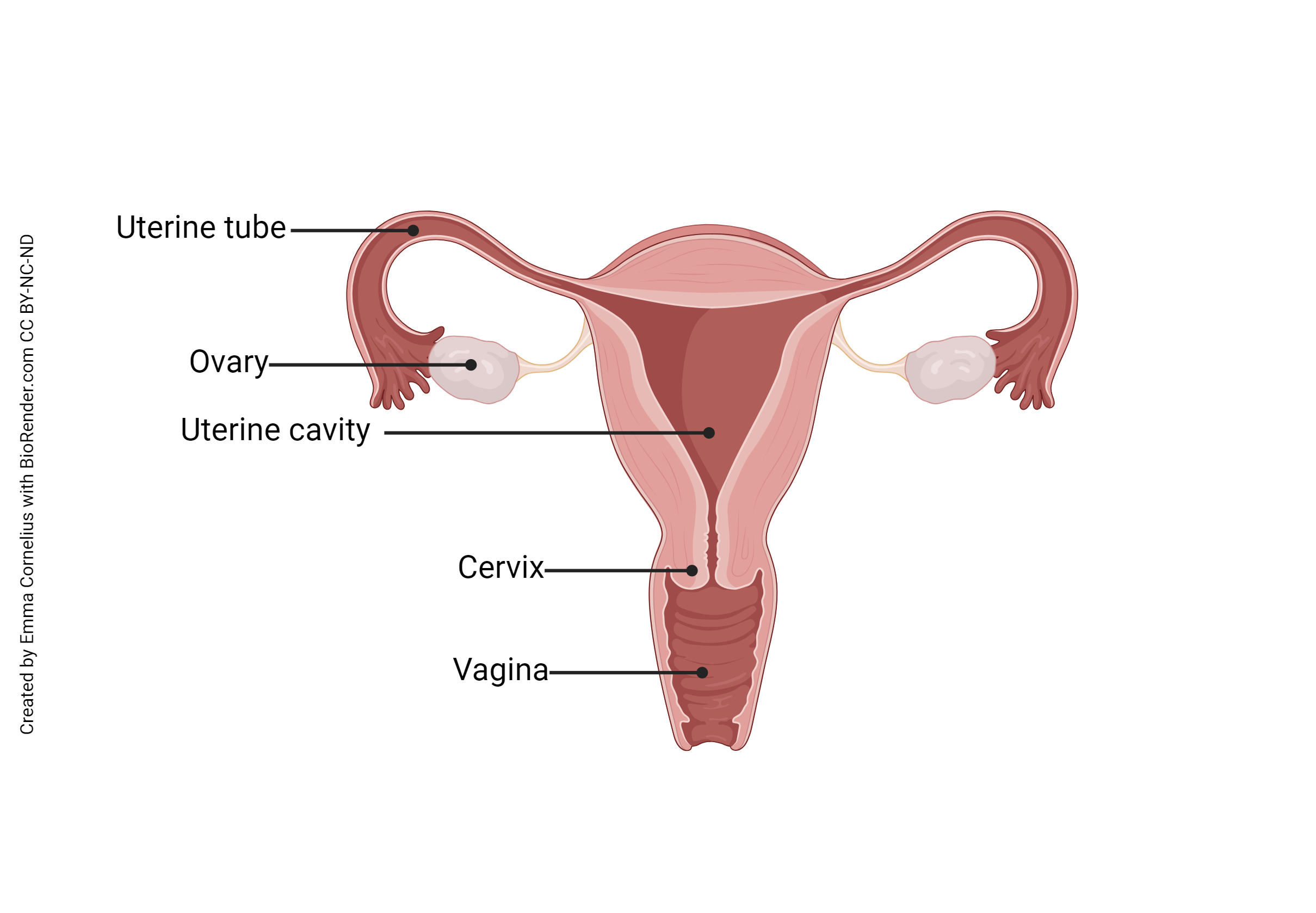 Diagram showing the anatomy of the uterus, uterine tubes, and ovaries.