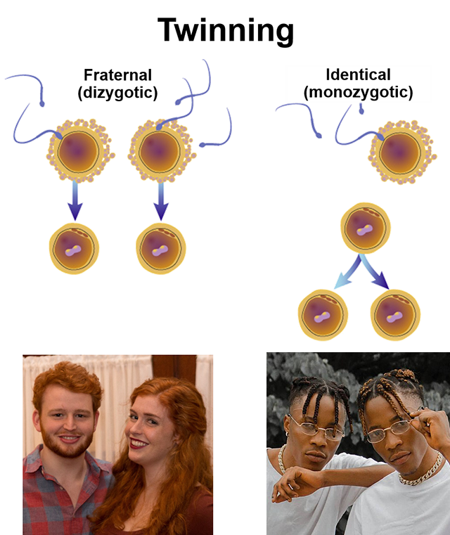 Composite diagram showing how twins form.