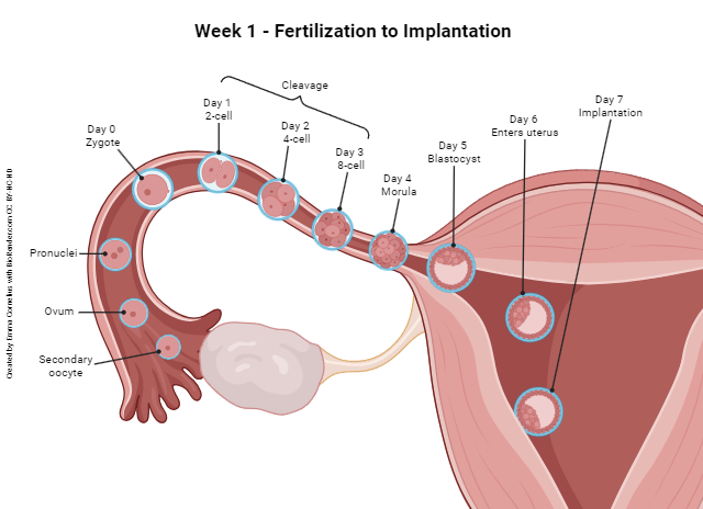 Diagram showing the stages of embryogenesis during the first week after conception.