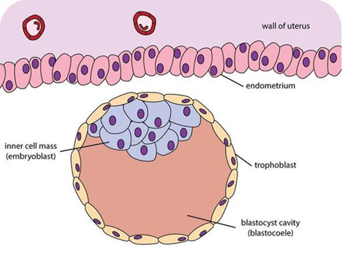 Diagram of a blastocyst preparing for implantation in the uterine wall.