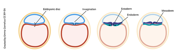 Diagram showing the process of gastrulation.