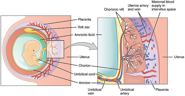 Diagram showing the structure of the placenta.