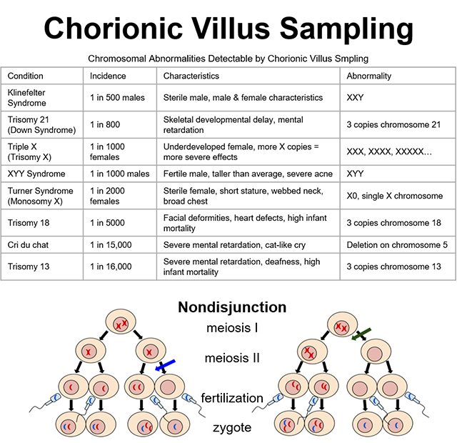 Composite diagram with a table of conditions that are detected by chorionic villus sampling and a diagram illustrating nondisjunction.