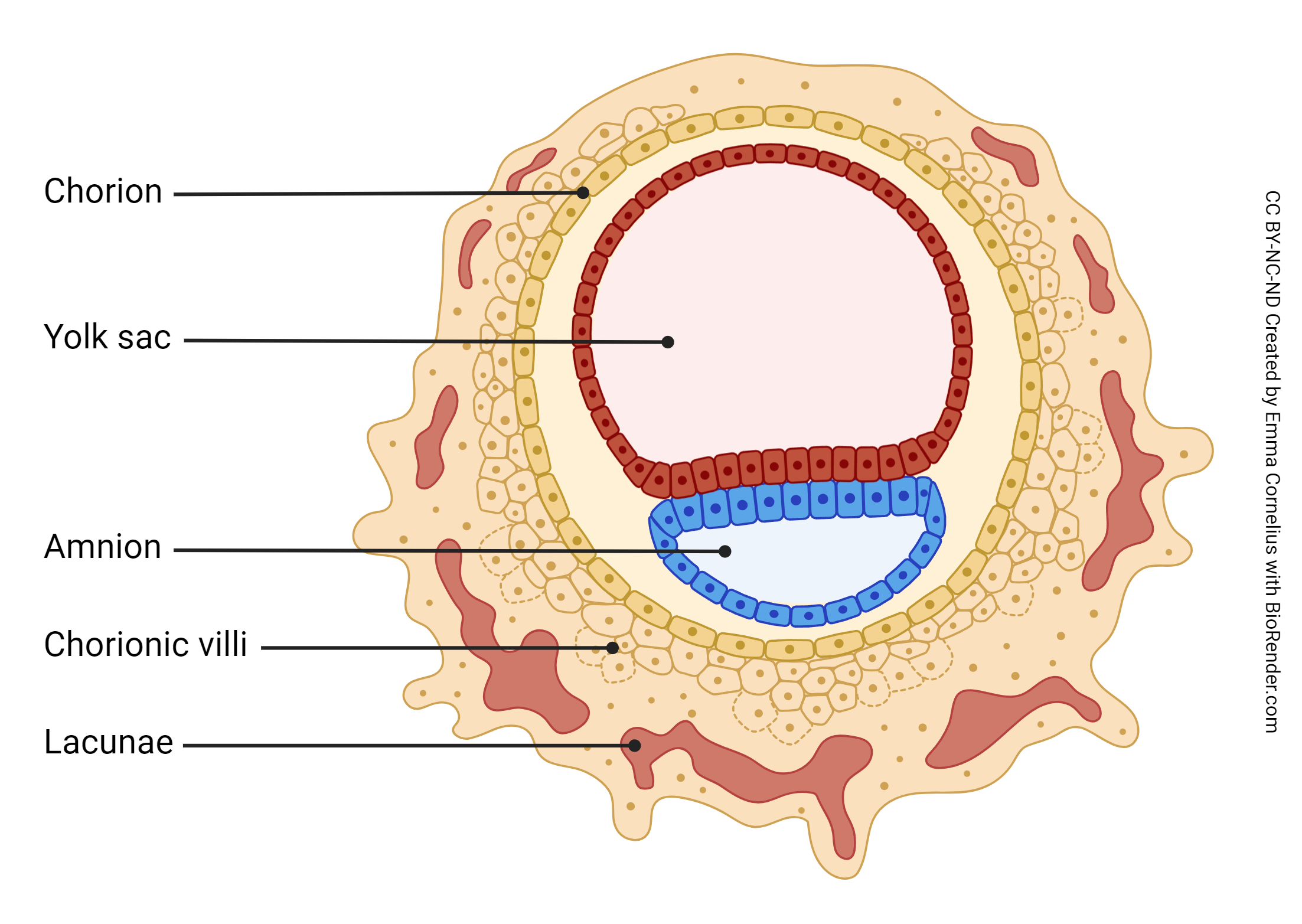 Diagram of a trophoblast.