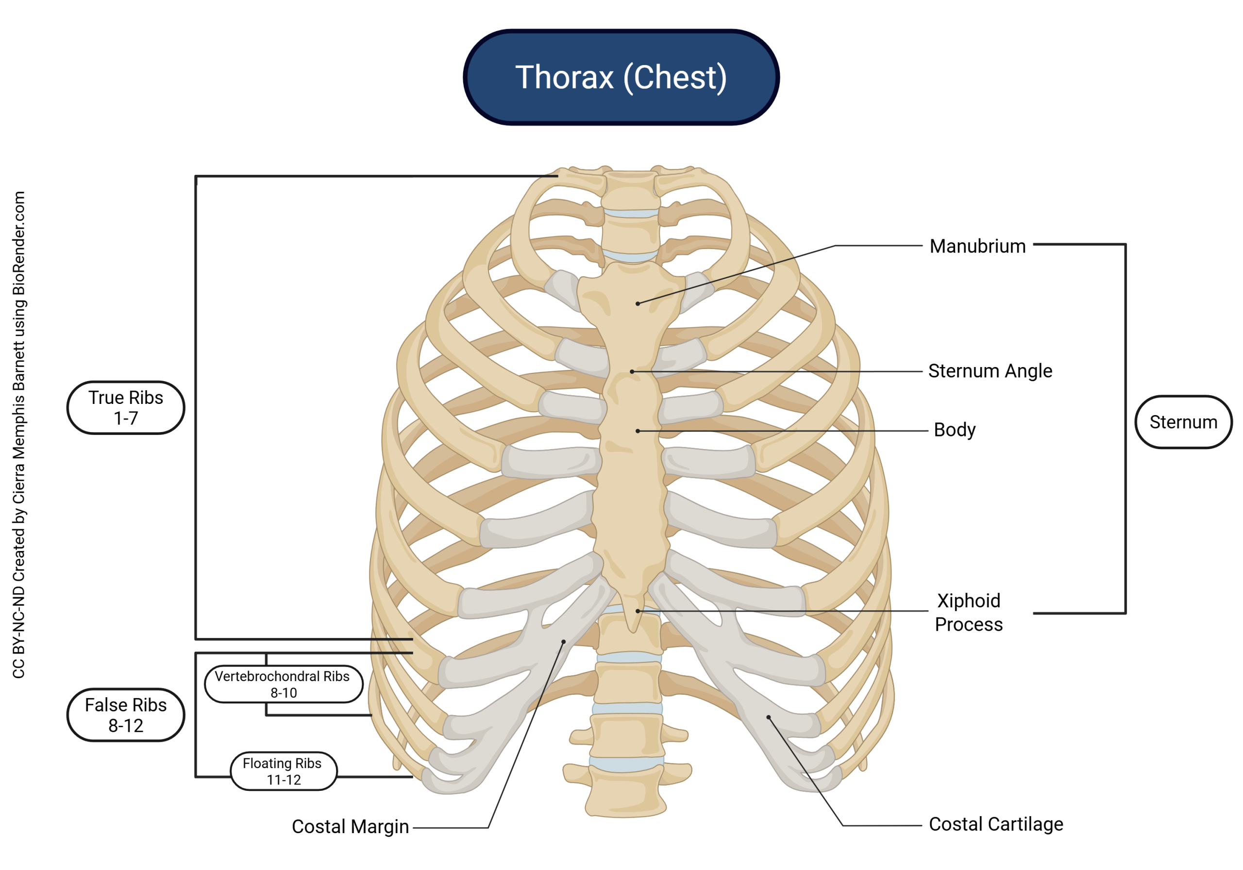 Diagram showing the skeletal anatomy of the thorax.