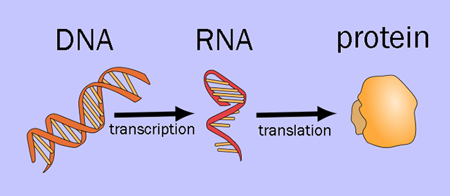Diagram illustrating the Central Dogma of Molecular Biology.