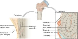 A depiction of periosteum and endosteum of bone made of dense irregular connective tissue.