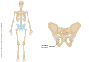 An image showing the obturator foramen of the pelvis.
