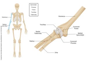 An image showing several bone marking associated with the elbow.