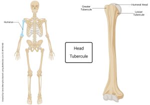 An image showing bone markings associated with the arm.