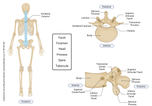 An image showing several bone markings associated with vertebrae.