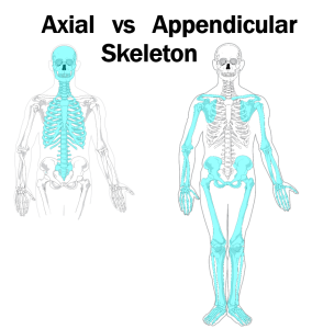 Drawings outlining the axial versus the appendicular skeleton.