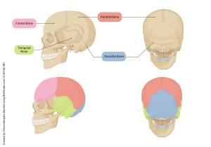 Images showing the various bones of the skull.