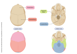 Images showing the various bones of the skull.