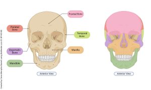 Images showing the various bones of the skull.