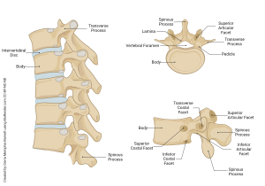 A rendering showing the features of a common vertebrae and column segment.