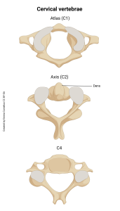 A rendering showing features of cervical vertebrae C1, C2 and C4