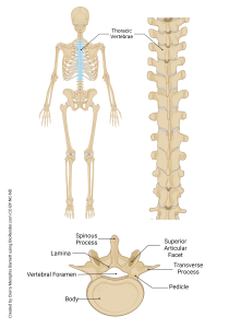 A rendering showing the thoracic spinal segment and a typical thoracic vertebra with features.