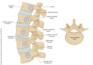 A rendering showing the lumbar spinal segment and a typical lumbar vertebra with features.