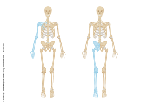 A rendering highlighting the upper and lower extremities.