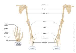 A rendering showing the bones of the upper extremity