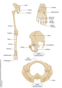A rendering showing the bone so of the lower extremity.