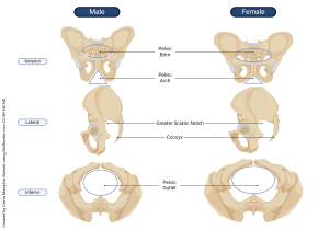 A rendering comparing the male and female pelvis.